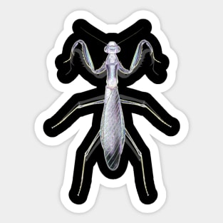 Ghost Mantis Sticker